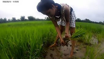 Nudistes Asiatiques Chaudes Dans Les Champs De Riz