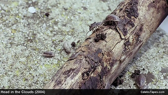 चार्लीज़ थेरॉन और पेनेलोप क्रूज़ एक जंगली और कठोर थ्रीसम में